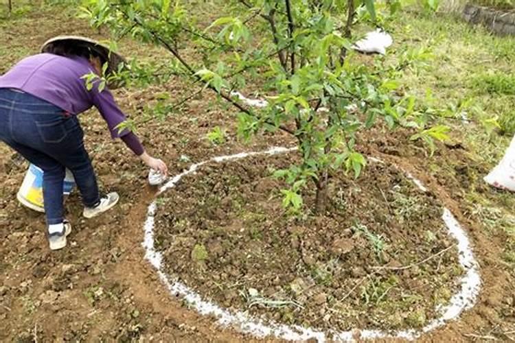 南方果树春季如何施肥,南方果树春季