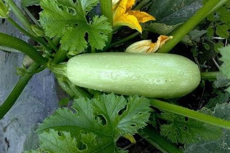西葫芦是什么情况？老是长不大
