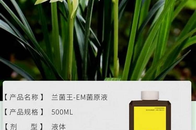 兰花施氮钙肥用什么好用？