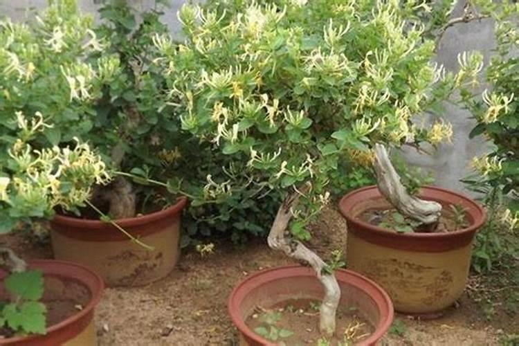 金银花下山老桩怎么种活,放在室内还是室外？