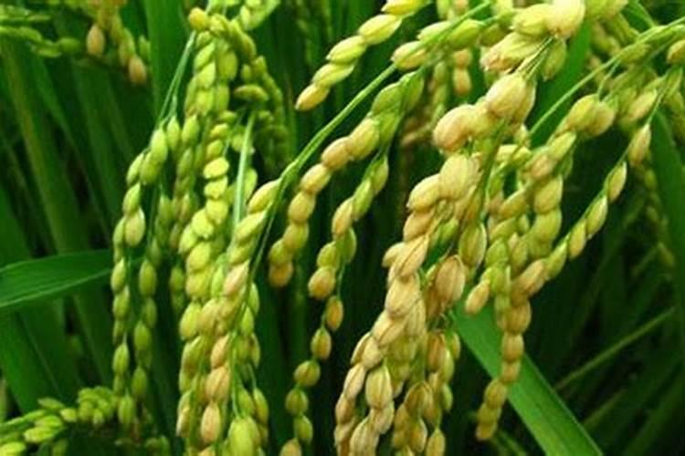 水稻施肥,用哪种增产效果比较明显