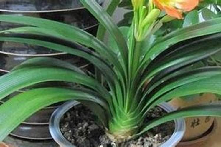 君子兰花需要上啥肥