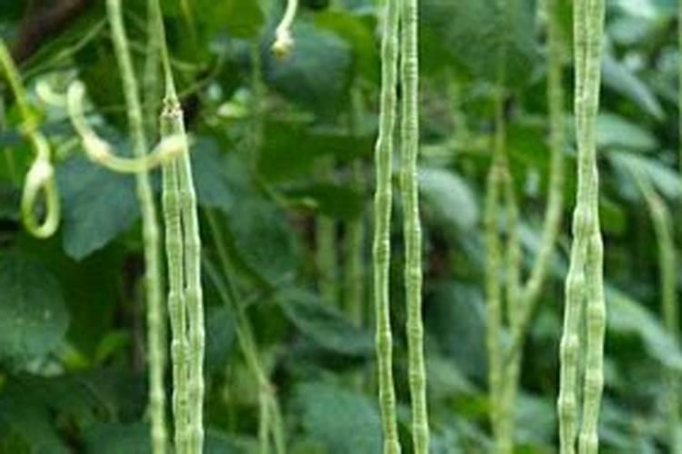 豇豆的高产施肥方法