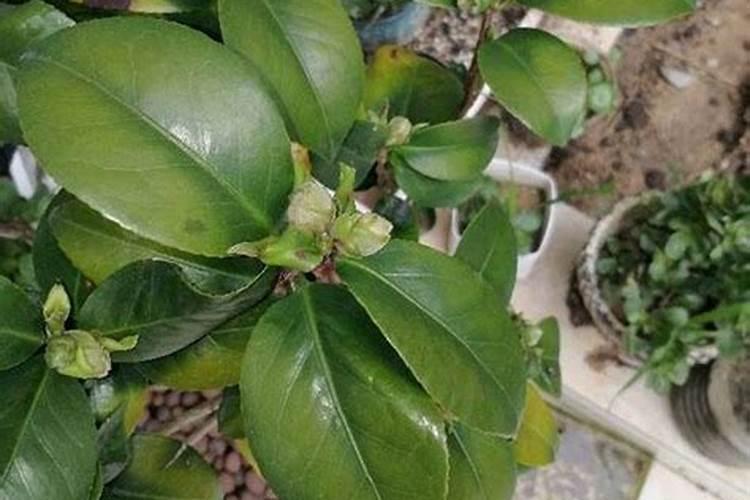 茶花如何施氮肥长得好