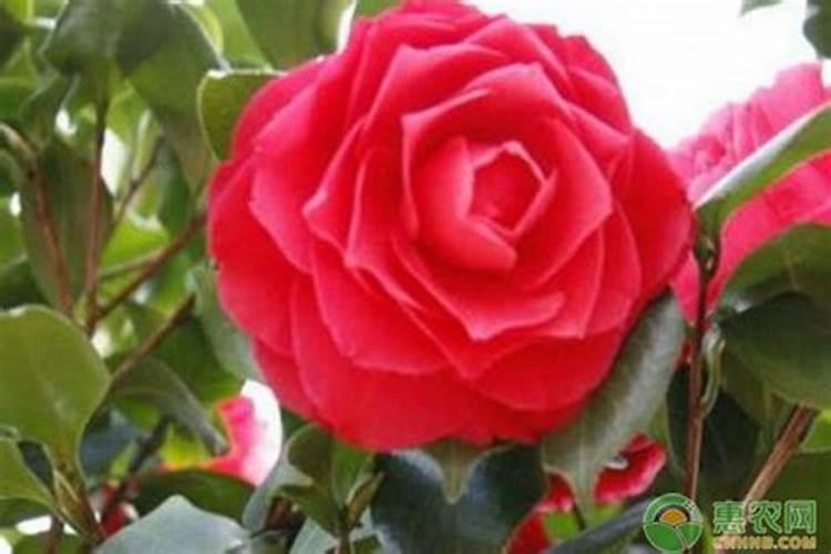 茶花施什么肥料最好 茶花施肥的正确方法