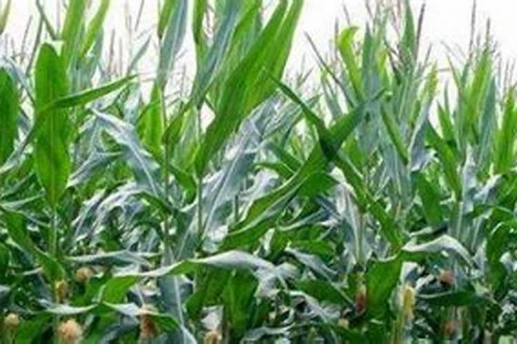 玉米喷施乙烯利过量怎么办？