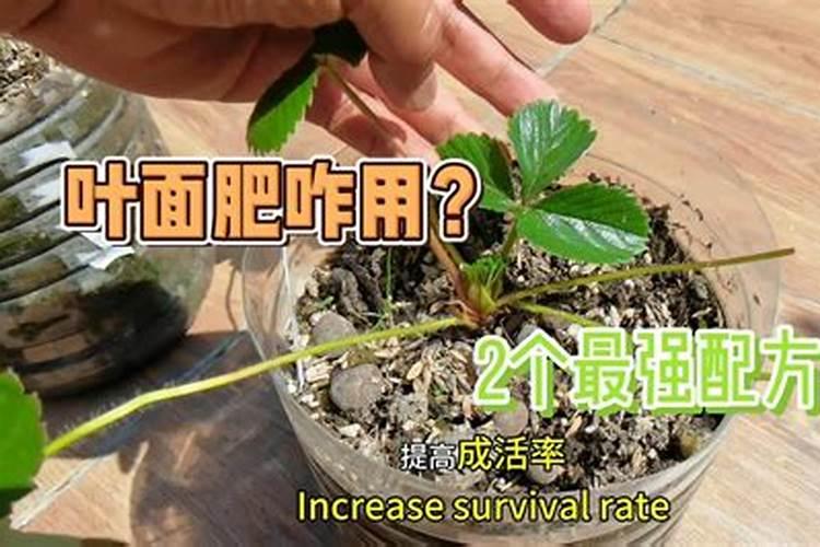 最强的叶面肥配比