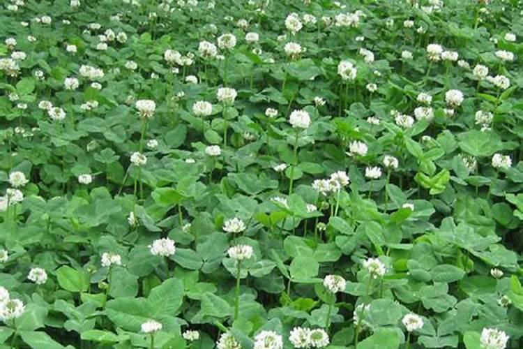 白三叶护坡种植应该怎么办？白三叶可以作为绿肥使用吗？