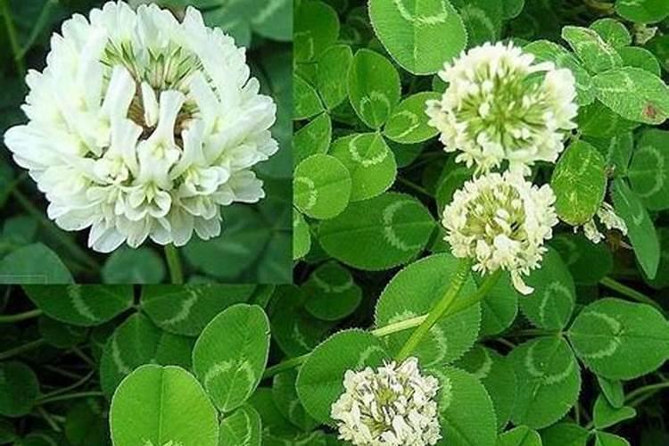 白三叶草种子可以直接种植吗？