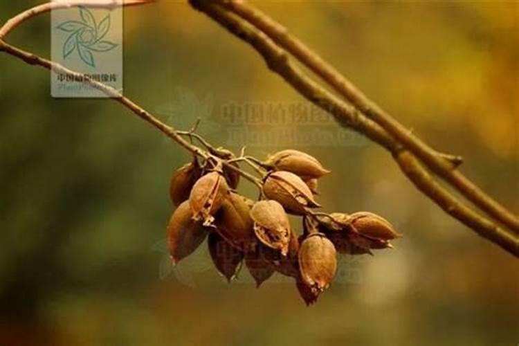 泡桐树种子可以榨油吗？