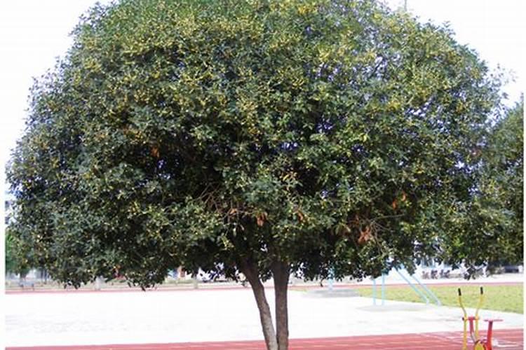 桂花应该怎么种植啊？