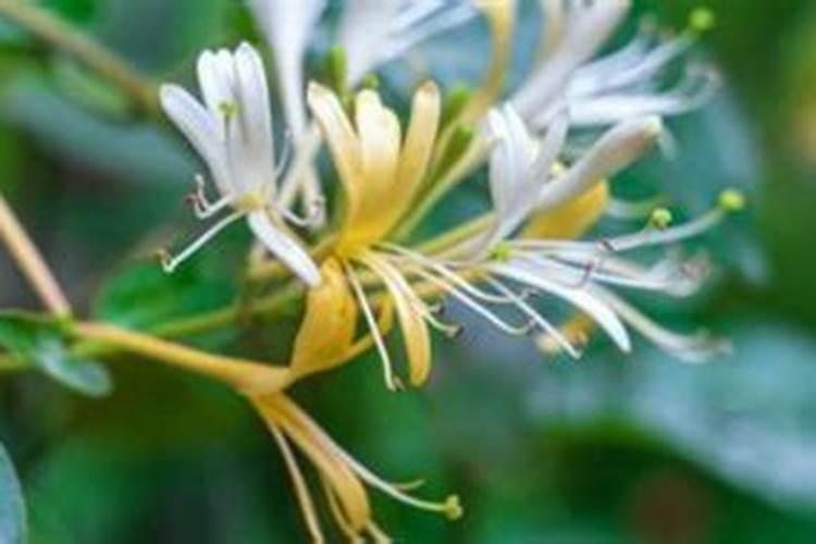 金银花什么时候施肥呢 金银花施肥时间