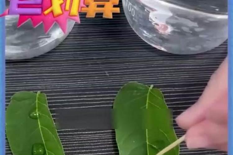 地黄底肥加硼肥效果如何