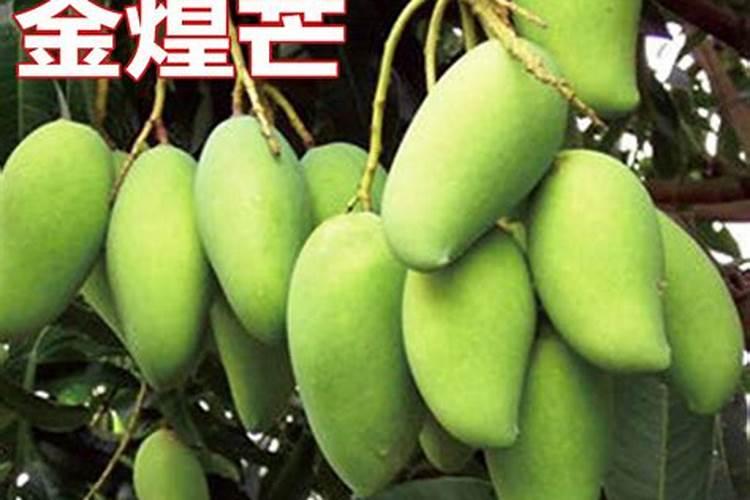 新栽的芒果树要用什么肥料