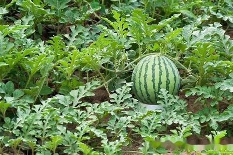 西瓜正确的施肥方法