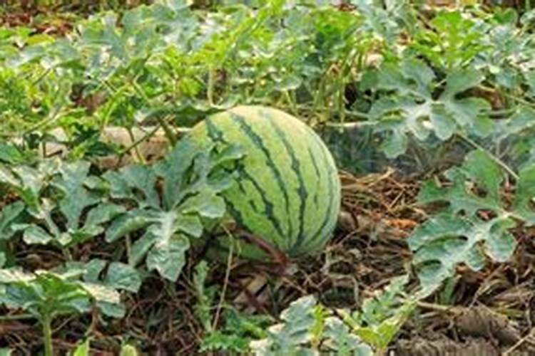 西瓜多久施一次复合肥,施肥时需要注意什么？