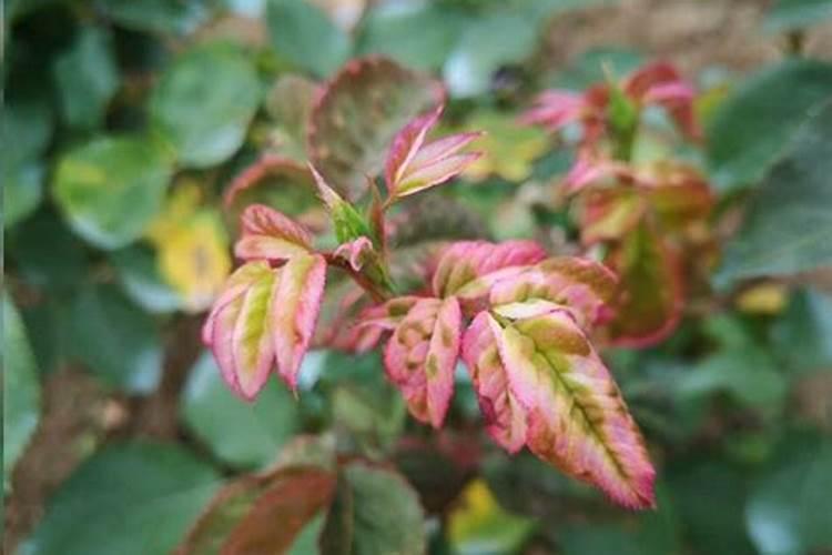 月季药害很严重怎么办 解决方法有哪些