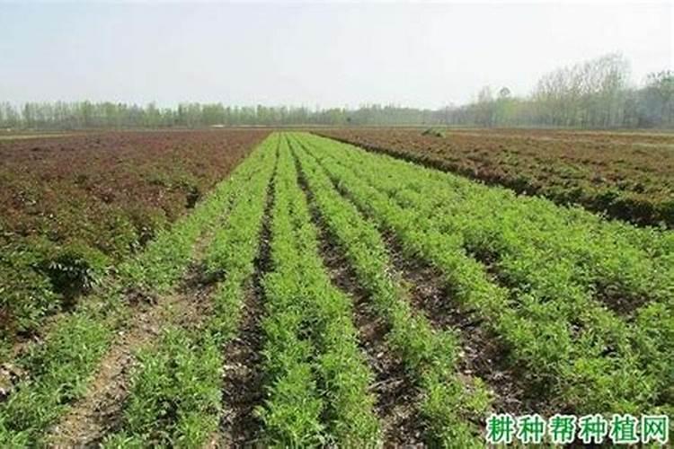 干树叶子翻地时放在地里能烧菜苗吗