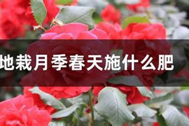 地栽月季春天施什么肥