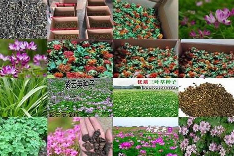 红花草一亩地需多少斤种子？