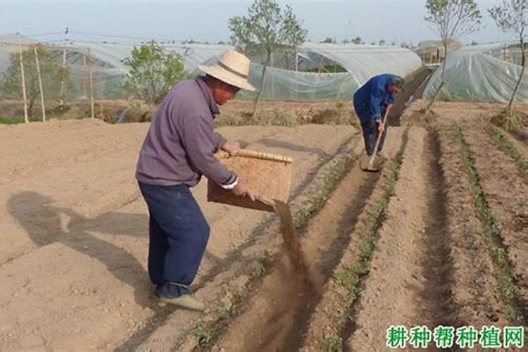 怎样对向日葵施肥
