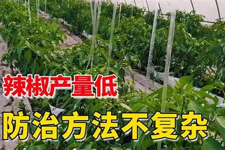 老师,辣椒掉花落果什么原因？