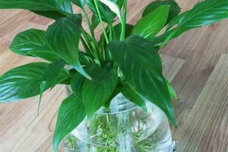 水培植物如何自制营养液？