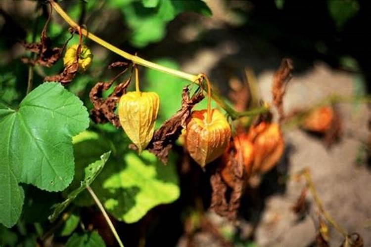 大棚菇娘种植技术视频