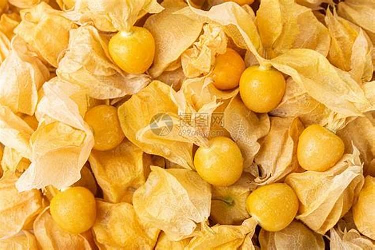 有一种水果叫菇娘,用大棚种植菇娘的产量很高吗？