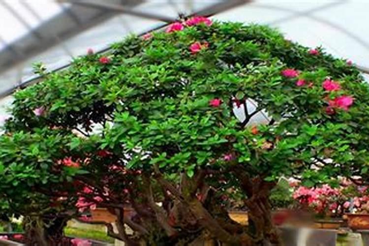 杜鹃花可以施什么肥料