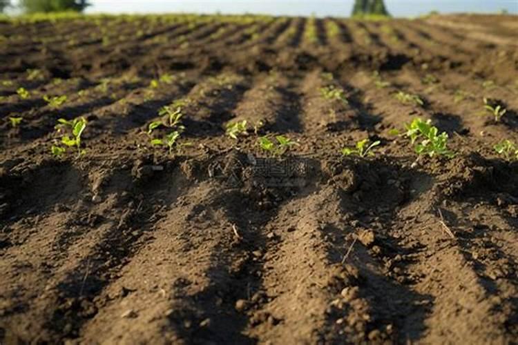 山东土地种植什么农作物