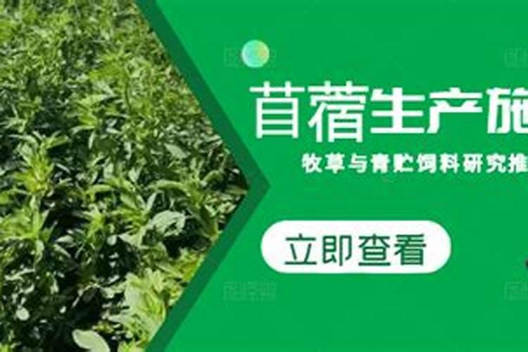 苜蓿生产施肥管理