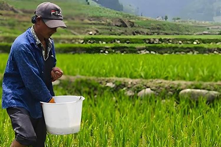 水溶肥是什么？怎么使用水溶肥？