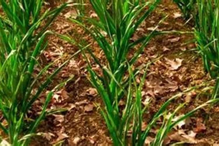 蒜苗变与不变的原因？