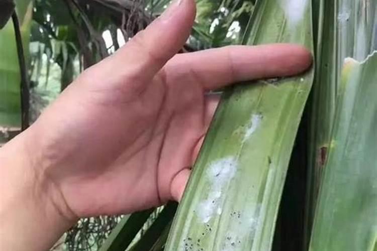 槟榔病虫害病特效配方