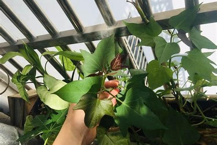 地瓜叶怎么种植方法