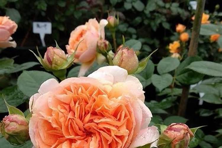 夏季养护月季施肥时需要牢记的禁忌