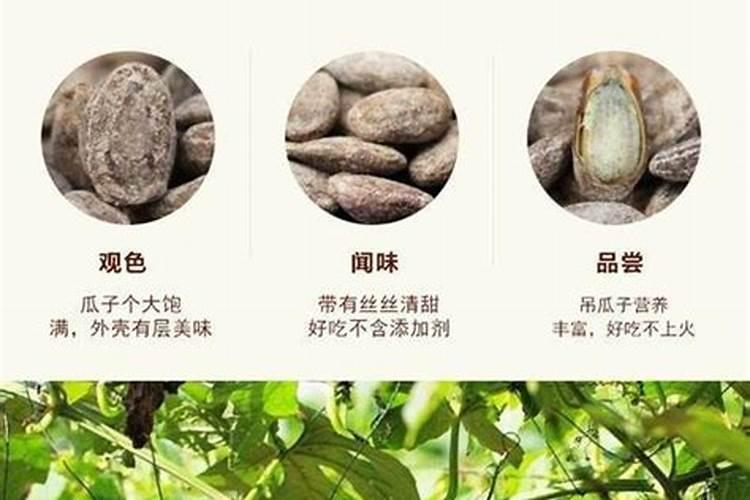 瓜子的播种方法瓜子怎么种