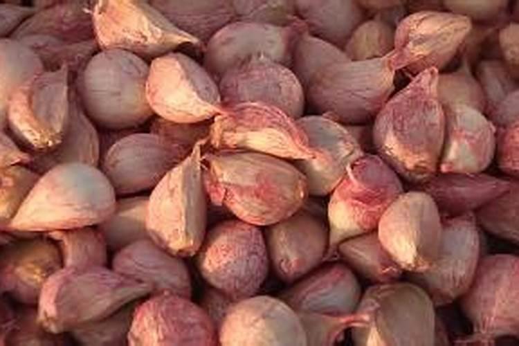 大蒜拌种最佳配方