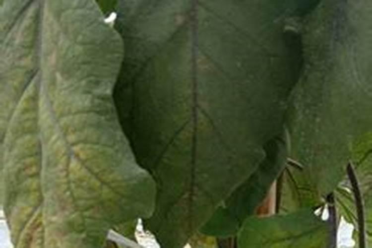 大棚茄子下部叶发黄