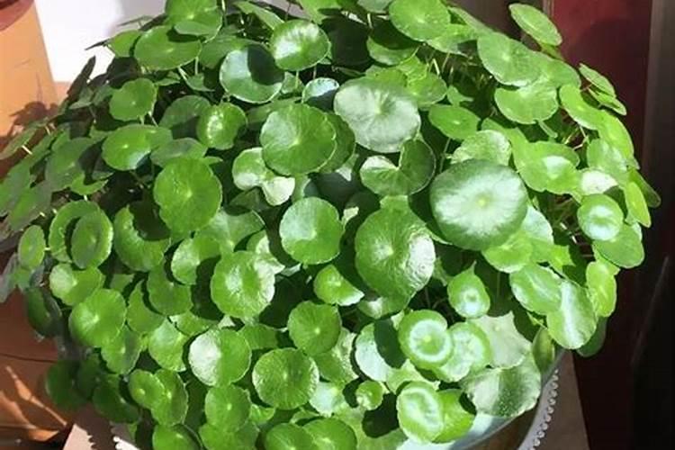 家里养了一盆花,由于缺磷叶子发紫,但是附近没有卖营养肥料的,有什么...