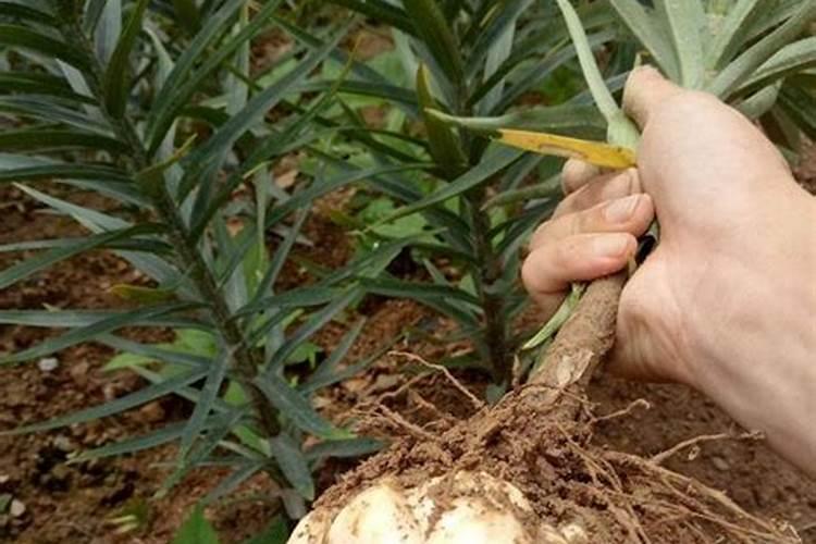 食用百合种植技术