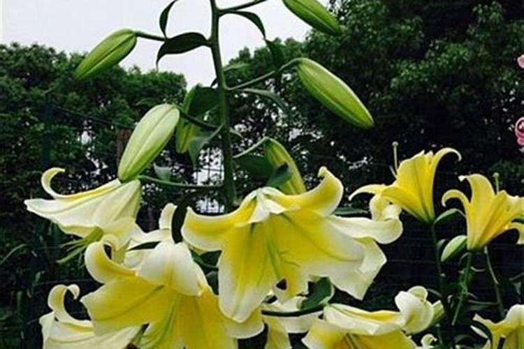 百合的栽培技术