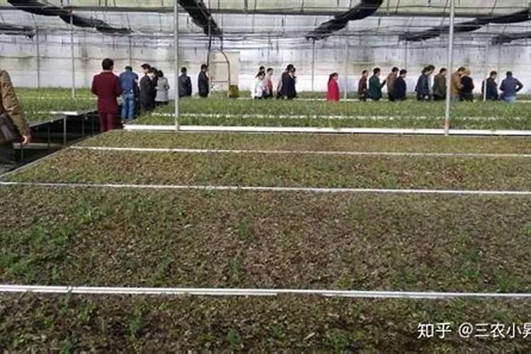 氨基酸中药肥的优势和作用有哪些？能适用于所有作物吗