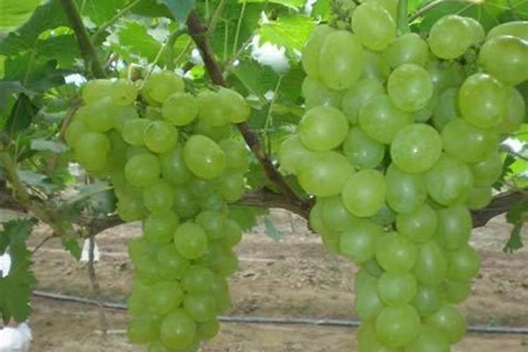 冷棚的维多利亚葡萄用什么营养药可以迅速膨大
