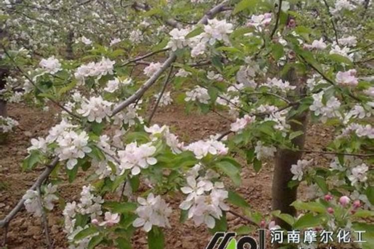 苹果树什么时候用水溶肥,怎么用最好