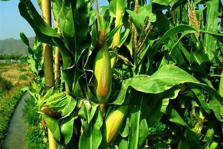 玉米叶子割掉对玉米有什么好处