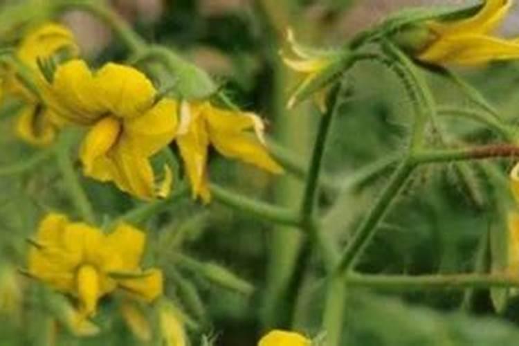 西红柿对花当天能打硼吗