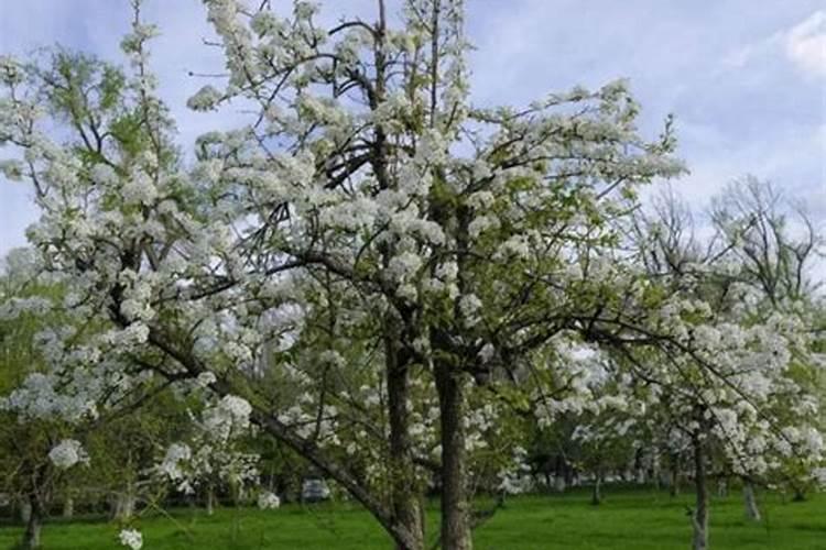 磷肥钾肥植物多长时间了能吸收