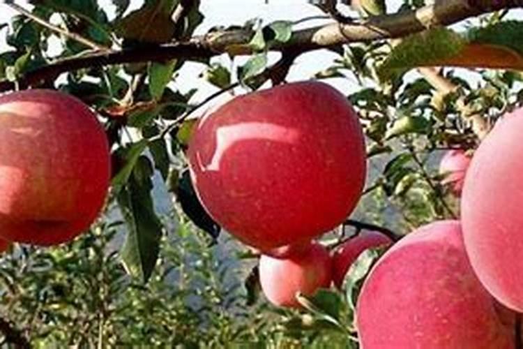 苹果几月份打硼好